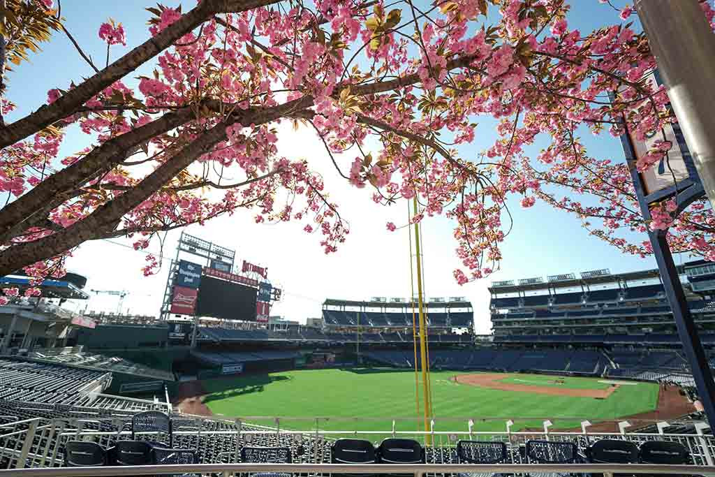 Nationals Park Cherry Blossoms