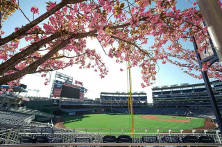 Nationals-Park-Cherry-Blossoms