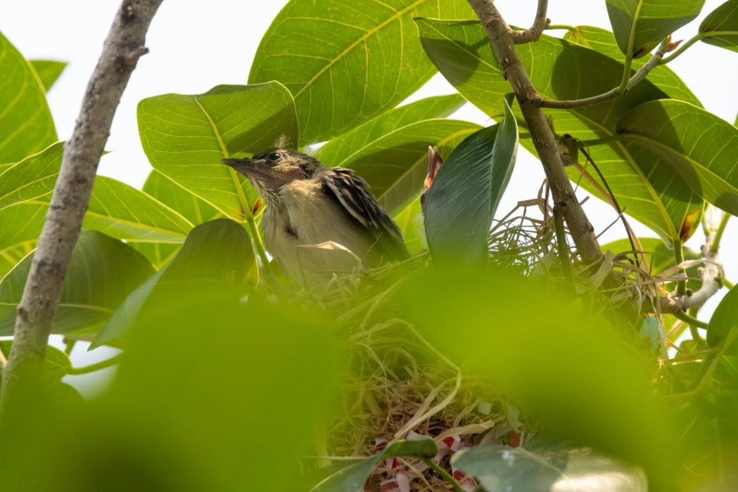 National Zoo, Gov. Moore announce names of oriole chicks